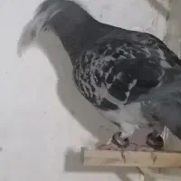 کفتر بوم