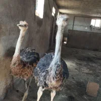 فروش شترمرغ به صورت تکی وجمعی