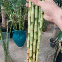 بامبو شیشه کودماهی|گل و گیاه طبیعی|قم, خداکرم|دیوار