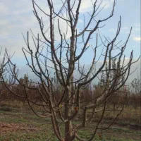 هرس درختان|خدمات باغبانی و درختکاری|خرم‌آباد, |دیوار