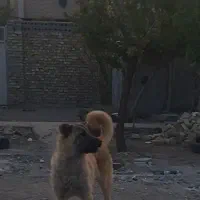 توله نر 7ماهه