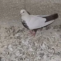 کبوتر