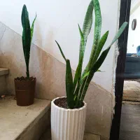 حراج گیاهان آپارتمانی|گل و گیاه طبیعی|کرج, باغستان|دیوار