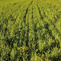 زمین دیم روستای کومایین|فروش زمین و ملک کلنگی|موچش, |دیوار