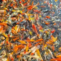 فروش ماهی کوی