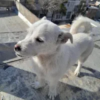 سگ اشپیتز بازی گوش