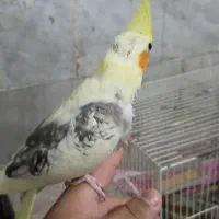 سه تا جوجه عروس ۳ ماهه دون خور