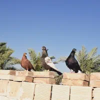 کبوتر رنگی درجه یک