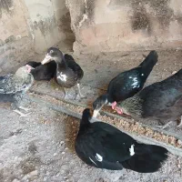 اوردک اسرایلی