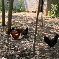 مرغ و خروس