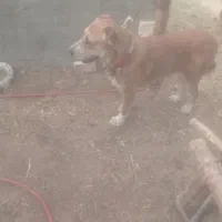 سگ گله البا