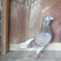 کفتر پرشی تخمی