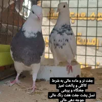 بوم کفتر رنگی طوقی . سرور . تهرونی پرشی . راعبی|پرنده|باغ بهادران, |دیوار