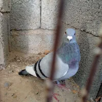 کبوتر پلاکی|پرنده|آبپخش, |دیوار