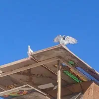 بوم کبوتر فروشی|پرنده|اصفهان, زهران|دیوار