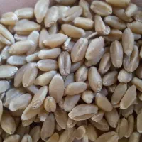 گندم بذری مهرگان درجه یک