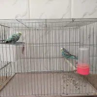 مرغ عشق مولد پروانه ای