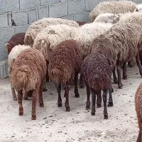 میش بره دار جوان
