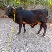 سه راس ورزاکوله جنس خوشکل و لیشه گاو