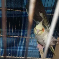 جوجه عروس هلندی|پرنده|مهران (ایلام), |دیوار