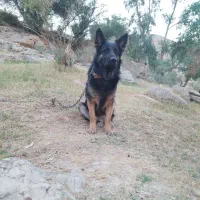 سگ ژرمن واگزاری نقدی