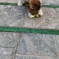 شیتزو|سگ|یزد, |دیوار