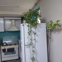 گلدان گل ونوس ارتشی و دیگر گلها