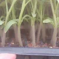 نشا 4129دستی|خدمات باغبانی و درختکاری|خورموج, |دیوار