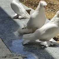 کبوتر دوکاکله وپاپر