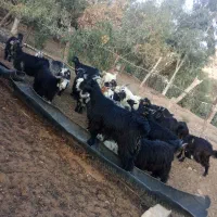 بیگ|حیوانات مزرعه|شوشتر, |دیوار