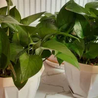 ۲عدد گل پتوس|گل و گیاه طبیعی|اصفهان, شهرک میلاد|دیوار