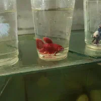 فروش ویژه بلک گست و فایتر سالن پرورش بهزادآکوا