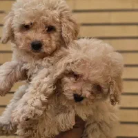 واگذاری سگ قبول میکنم