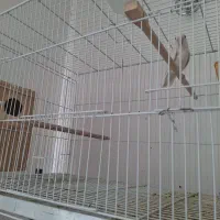 جفت کوتوله البینو روی جوجه