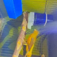 پرنده مولد|پرنده|بندر ماهشهر, |دیوار