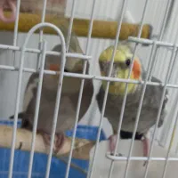 عروس هلندی دو عدد با دوتا قفس دو میلیون میلیون