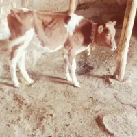 گاو