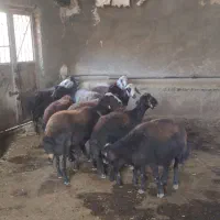 میش افشار پلنگی