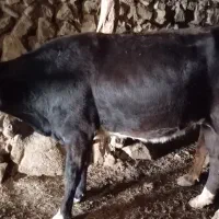 سه عدد تلیسه و یک عدد گاو قصر|حیوانات مزرعه|اهر, |دیوار