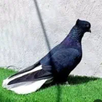 کبوتر معاوضه متن بخون