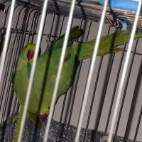 ملنگو ۵ماهه جوجه‌ نر ، ملنگو‌ خال زرد ماده ۱۷ ماهه