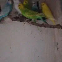 مرغ عشق