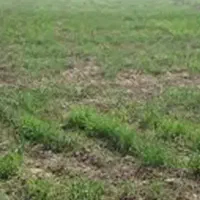 زمین مزروعی دو هکتار  یک قطعه پشت حاشیه سنتو