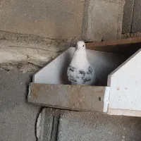 سه عدد طوقی خوب|پرنده|یاسوج, |دیوار