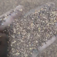 کنجد تمیز بدون سنگ