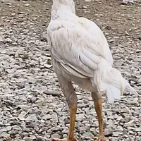 لاری از رگ خونی اوشامو با اصالت از جوجه کشای خودم