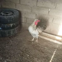 خروس محلی اصیل درشت هیکلی مرغ گیر|حیوانات مزرعه|زاهدان, |دیوار