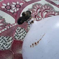 کپسول cng بزرگ|قطعات یدکی و لوازم جانبی|رشت, عینک|دیوار