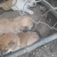 سگ پامر اصیل با پدر و مادر اصیل