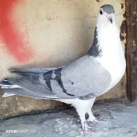 ی بوم واز بومی نروماده بدرنگ|پرنده|اصفهان, شهرستان|دیوار